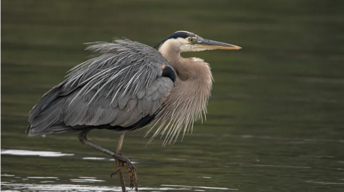 Downtown Olympia Bird Walk Seattle Area Family Fun Calendar ParentMap